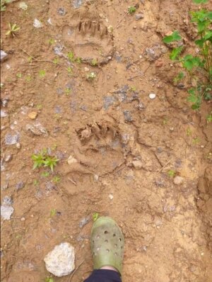 Внимание! В лесах городского поселения Кубинки были обнаружены следы медведя